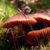 Small, red mushroom