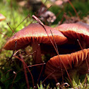 Small, red mushroom