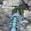 Eastern Pondhawk dragonfly (male)