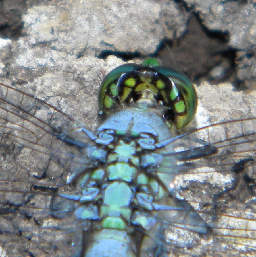 Eastern Pondhawk dragonfly (male)