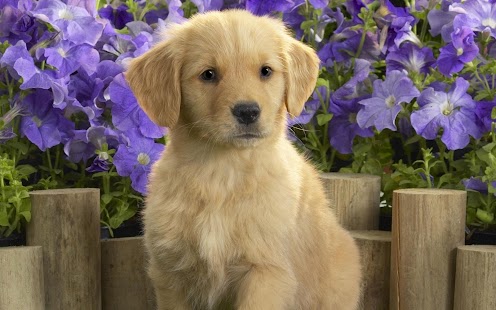 Puppy Dog Wallpaper Screenshots 10