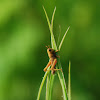 Short-horned Grasshopper