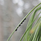 White Pine Aphid (eggs)