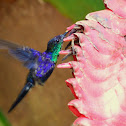 purple-crowned woodnymph in Heliconia