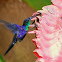 purple-crowned woodnymph in Heliconia
