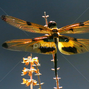 Dragon at my home by Protim Banerjee - Animals Insects & Spiders