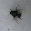 Unknown Tachinid Fly