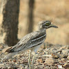 indian stone curlew