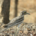indian stone curlew