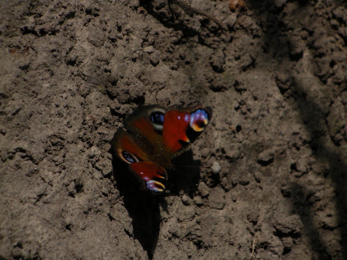 European peacock(butterfly)