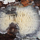 Toothed fungus