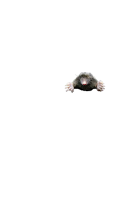 How to install Wack-A-Mole unlimited apk for pc