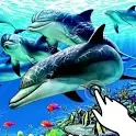 Magic touch:Beautiful dolphins icon