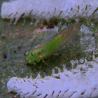 Spotted Gum psyllid,lerps & nymphs