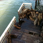 California Sea lion