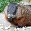 Groundhog / Woodchuck