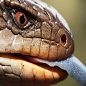 Snakes Lizards Reptiles 4 Sale logo