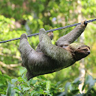 three-toed sloth