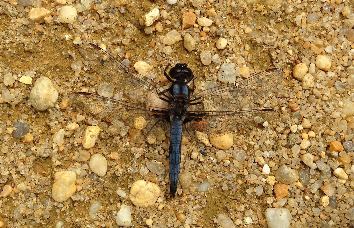 Blue Corporal Dragonfly