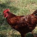 Rhode Island Red (rooster)