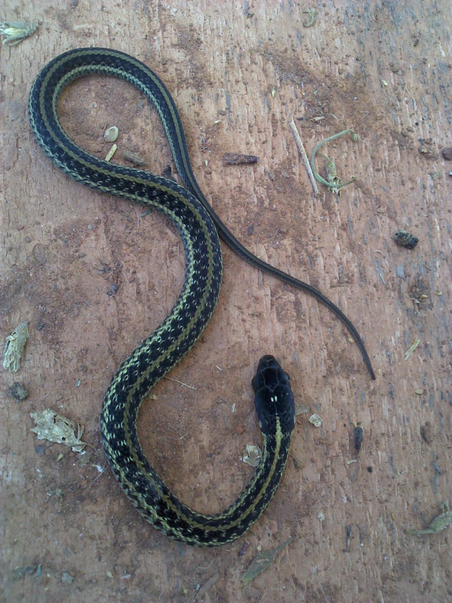 Common Garter Snake