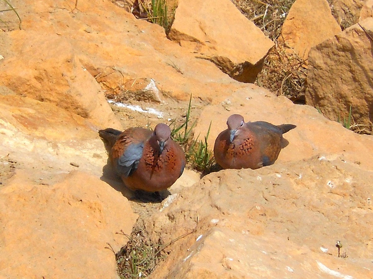 Laughing Dove