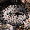 Western pygmy rattlesnake