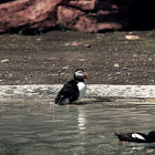 Atlantic puffin