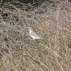 Northern Mockingbird