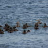 Common Eider