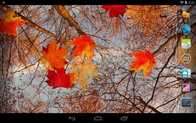 Живые обои Осенний клен на Андроид