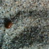 Dead Ladybug