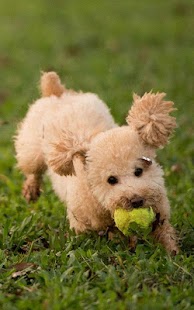 How to mod Poodle Wallpapers HD lastet apk for android