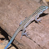 Little stripped whiptail