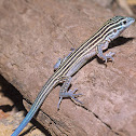 Little stripped whiptail