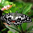Lime Butterfly (Male)