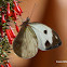 Viardi White Butterfly