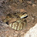 Black tailed rattlesnake