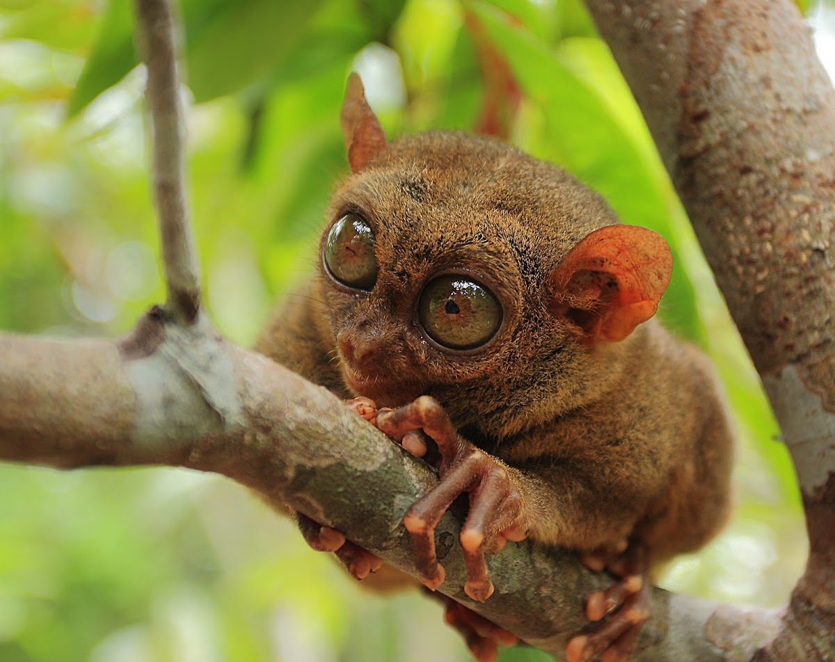 Philippine Tarsier