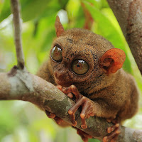 Philippine Tarsier