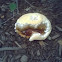 unknown mushroom (1 of 2)