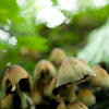 Coprinellus micaceus