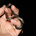 Northern Ringneck Snake