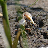 Sand Fiddler Crabs
