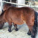 Miniature horse