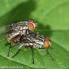 Calyptrate flies (mating)