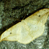 Oak Hook Tip moth