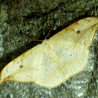 Oak Hook Tip moth