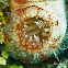 Sea Squirt, Red-throated Ascidian