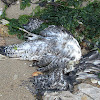 Gaviota argéntea europea (es), European Herring Gull (uk)